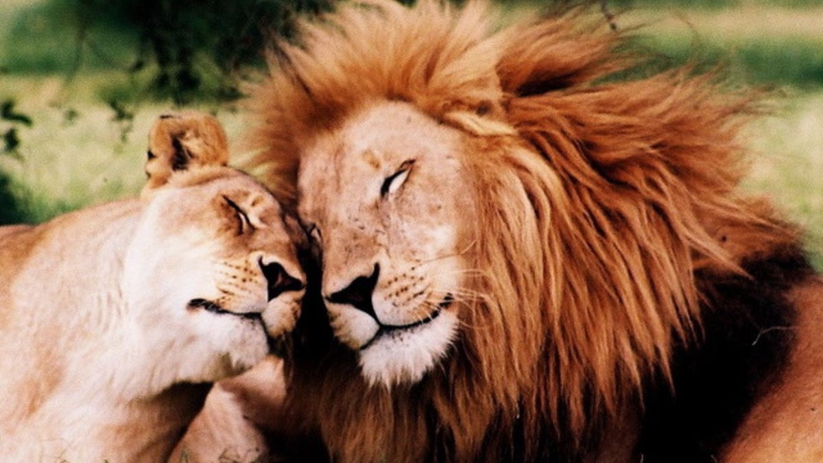 Животная любовь