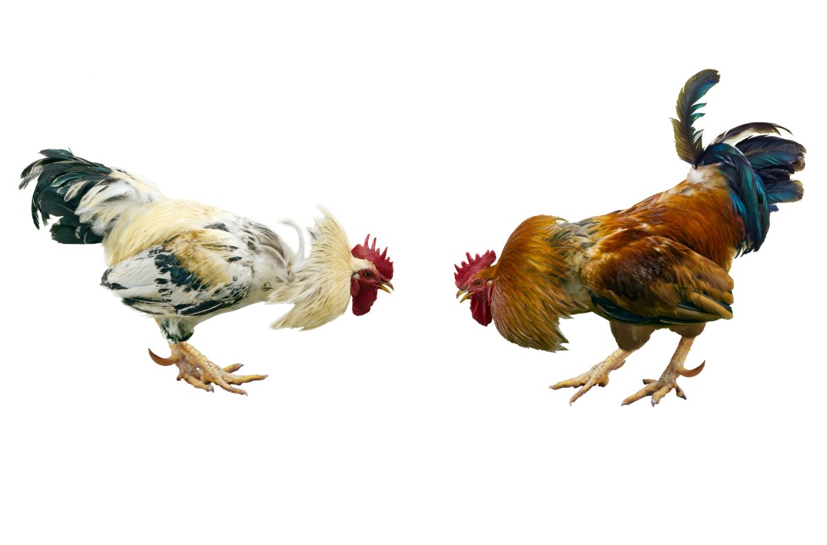 Петухи дерутся для детей