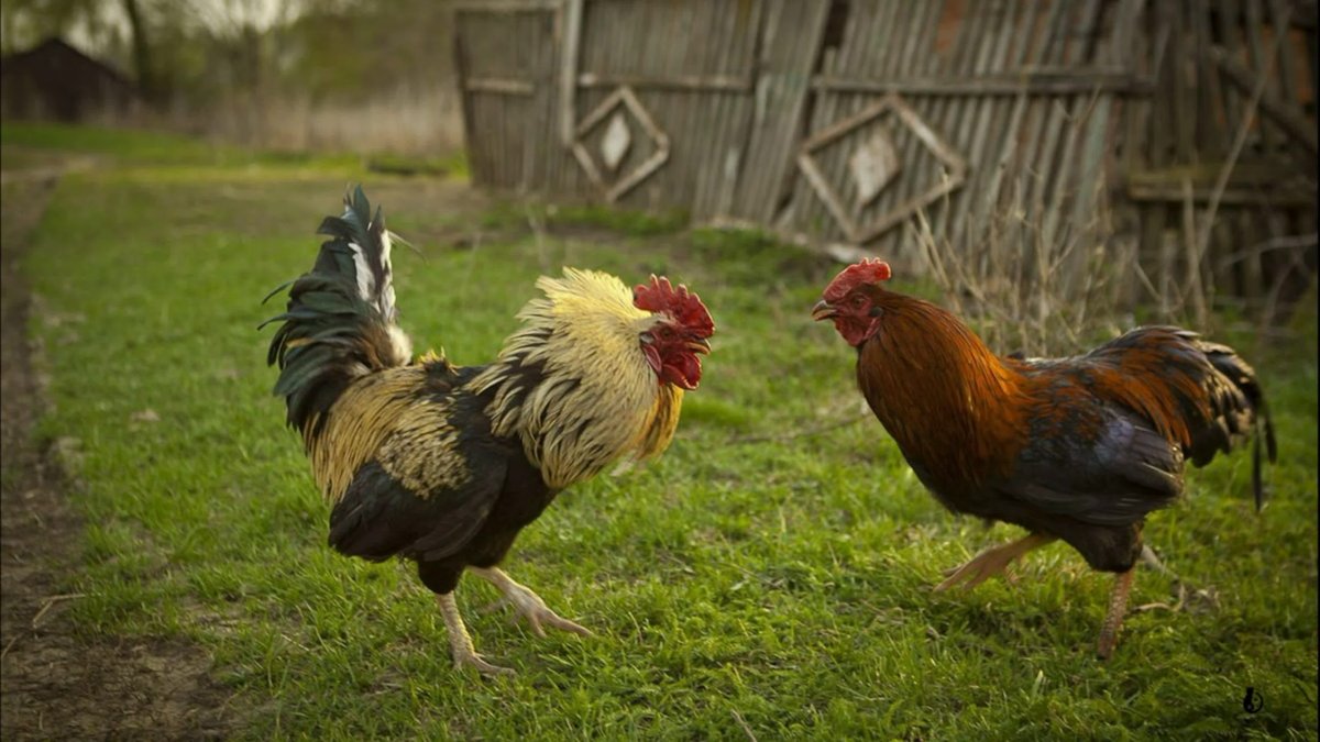 Деревенские куры