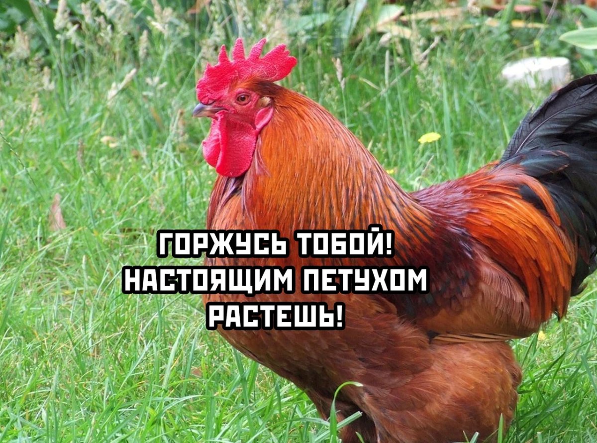 Петух конченый