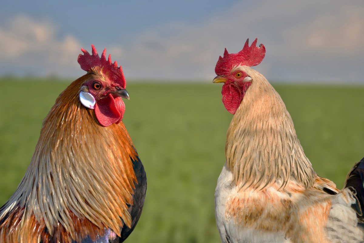 Два петуха Мем