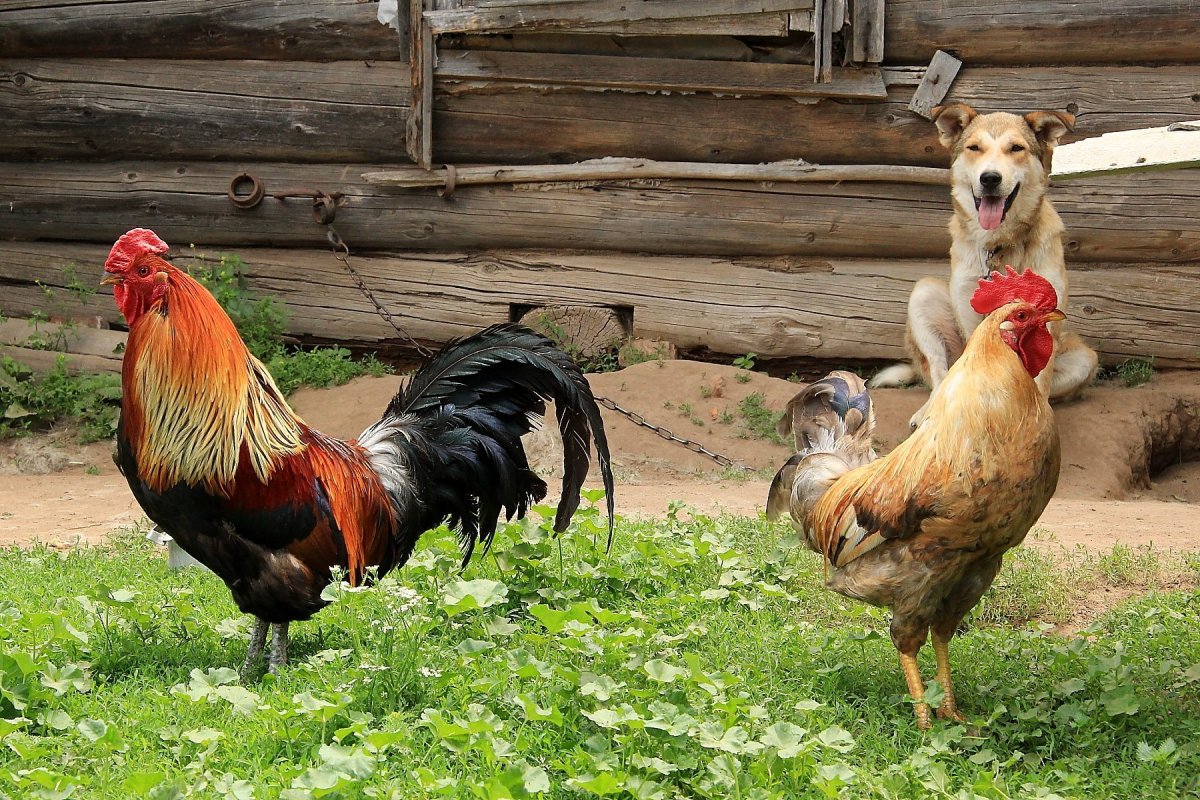 Куры во дворе