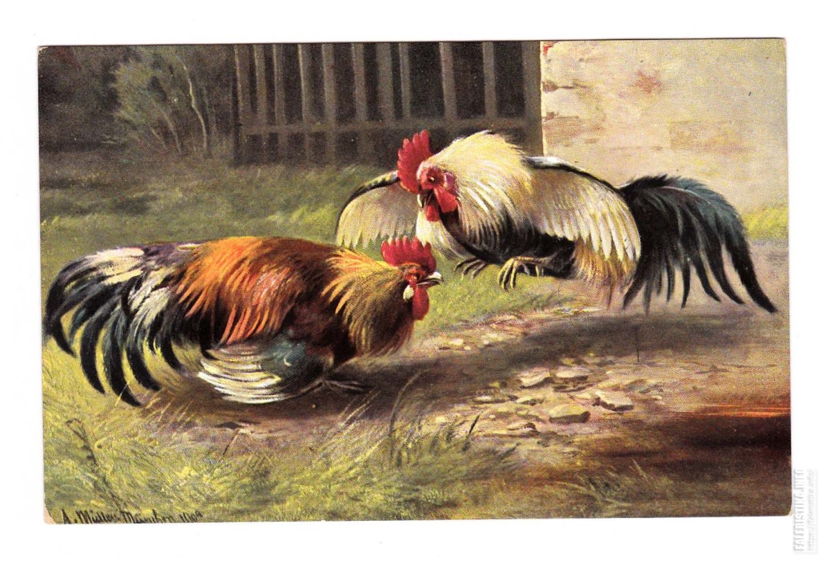 Петушиные бои живопись