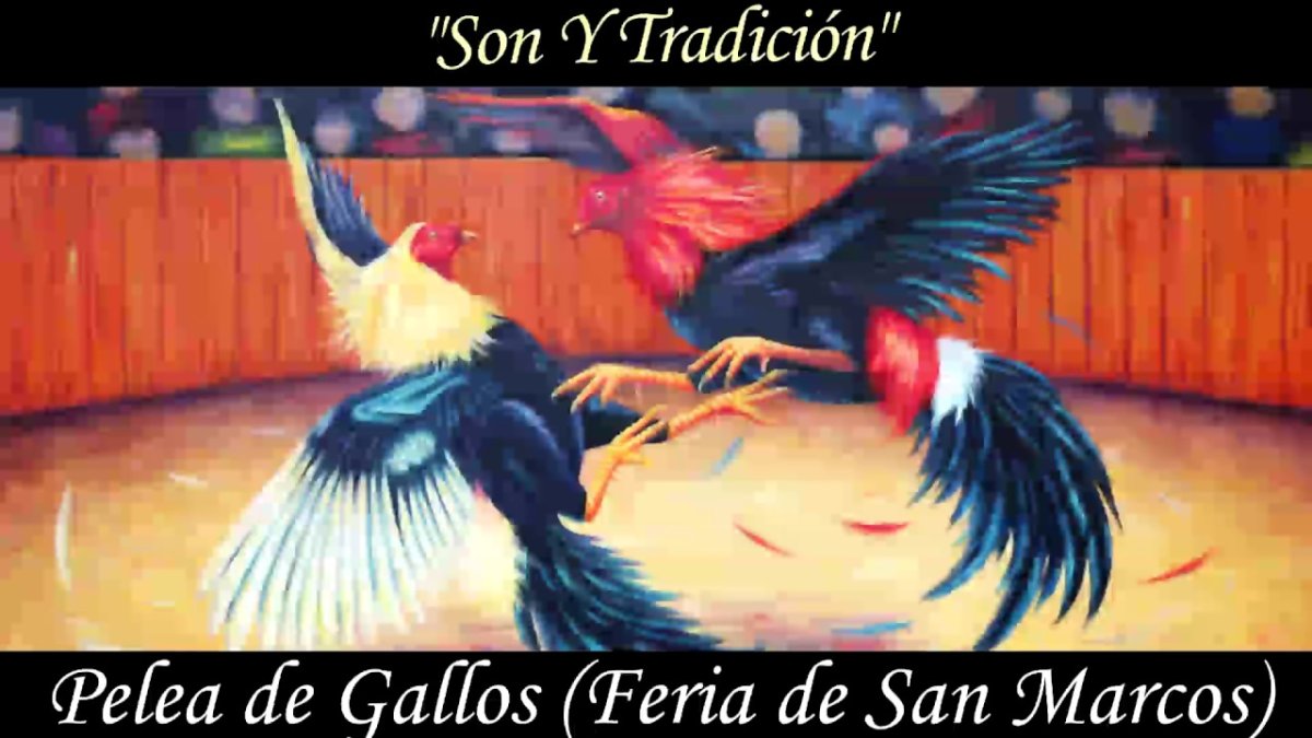 Как дерутся два петушка и я их отгоняю рисунок детей