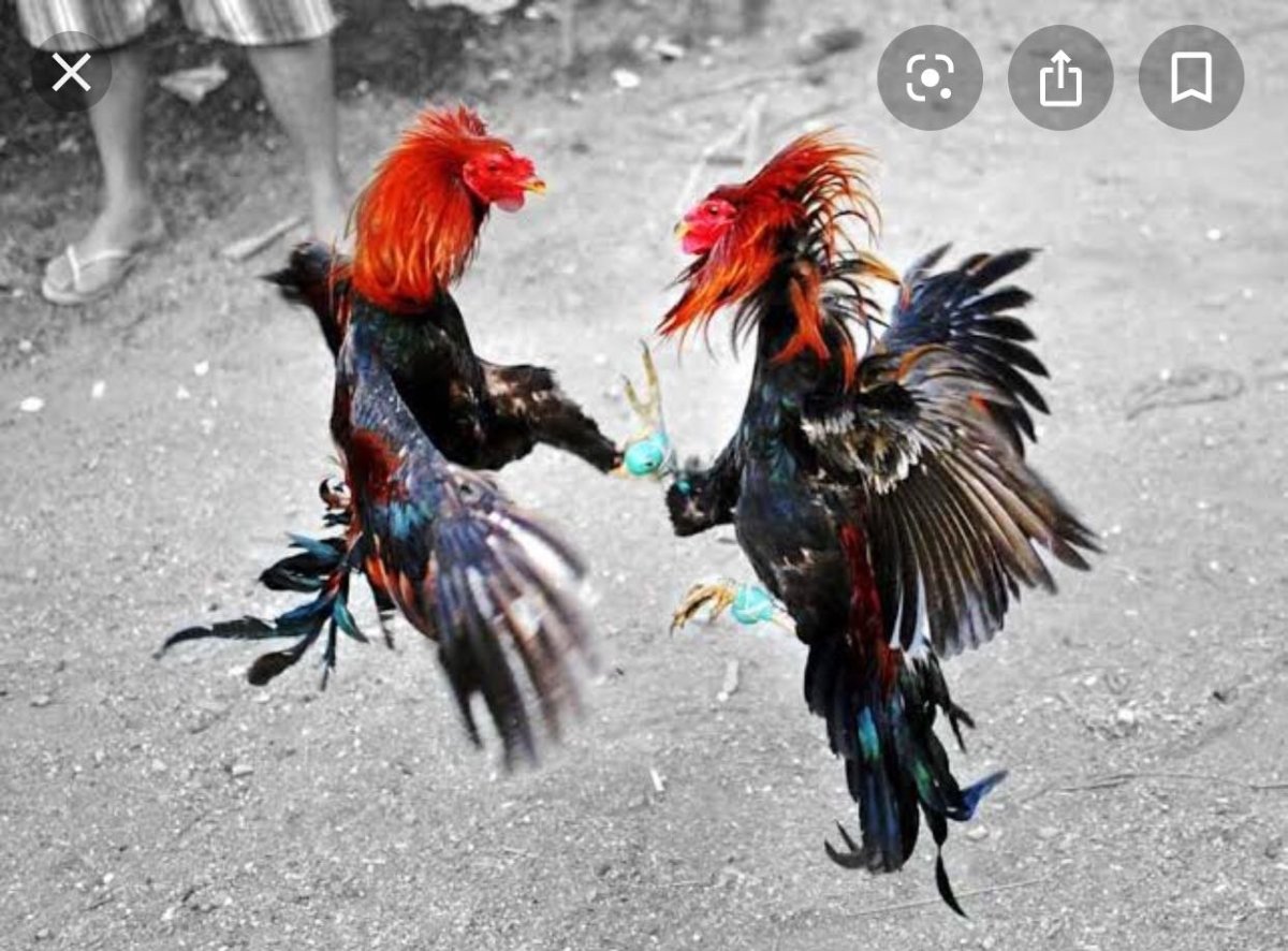 Боевой петух