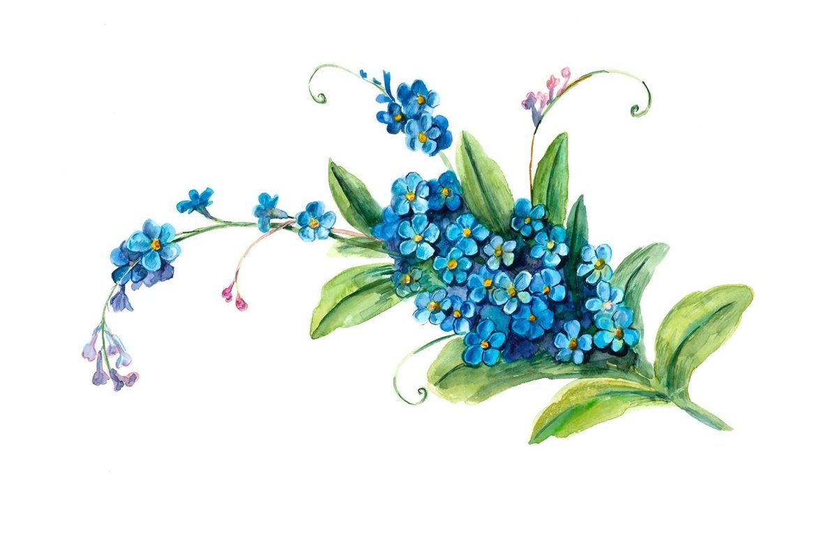 Акварель незабудки на белом фоне