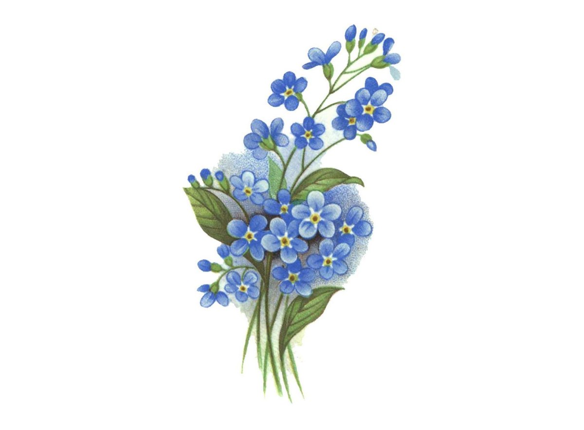Незабудки картинки на прозрачном фоне