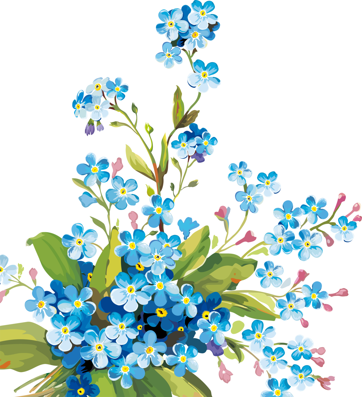 Незабудка рисунок