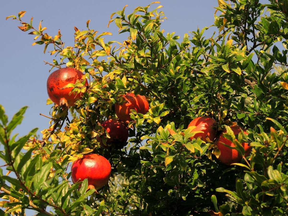 Гранат дерево