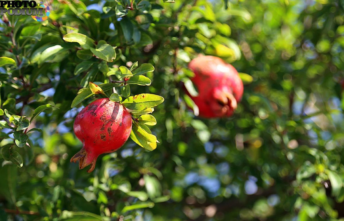 Гранат вандерфул