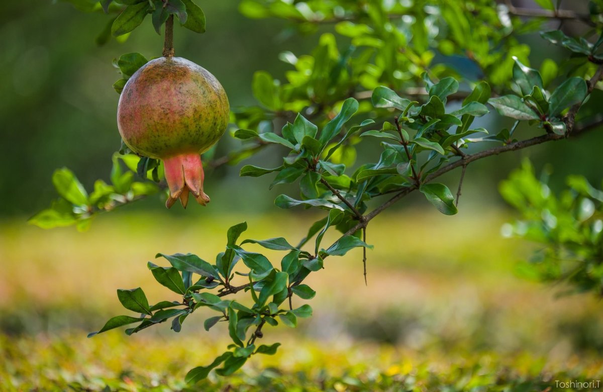 Гранат дерево