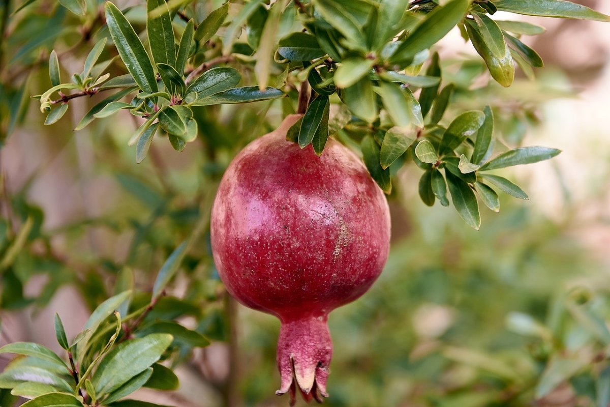 Корни гранатового дерева