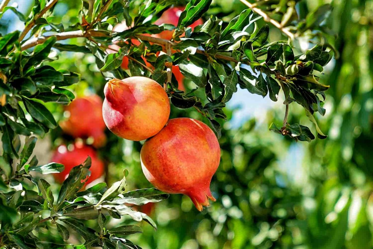 Саженцы гранат чингил