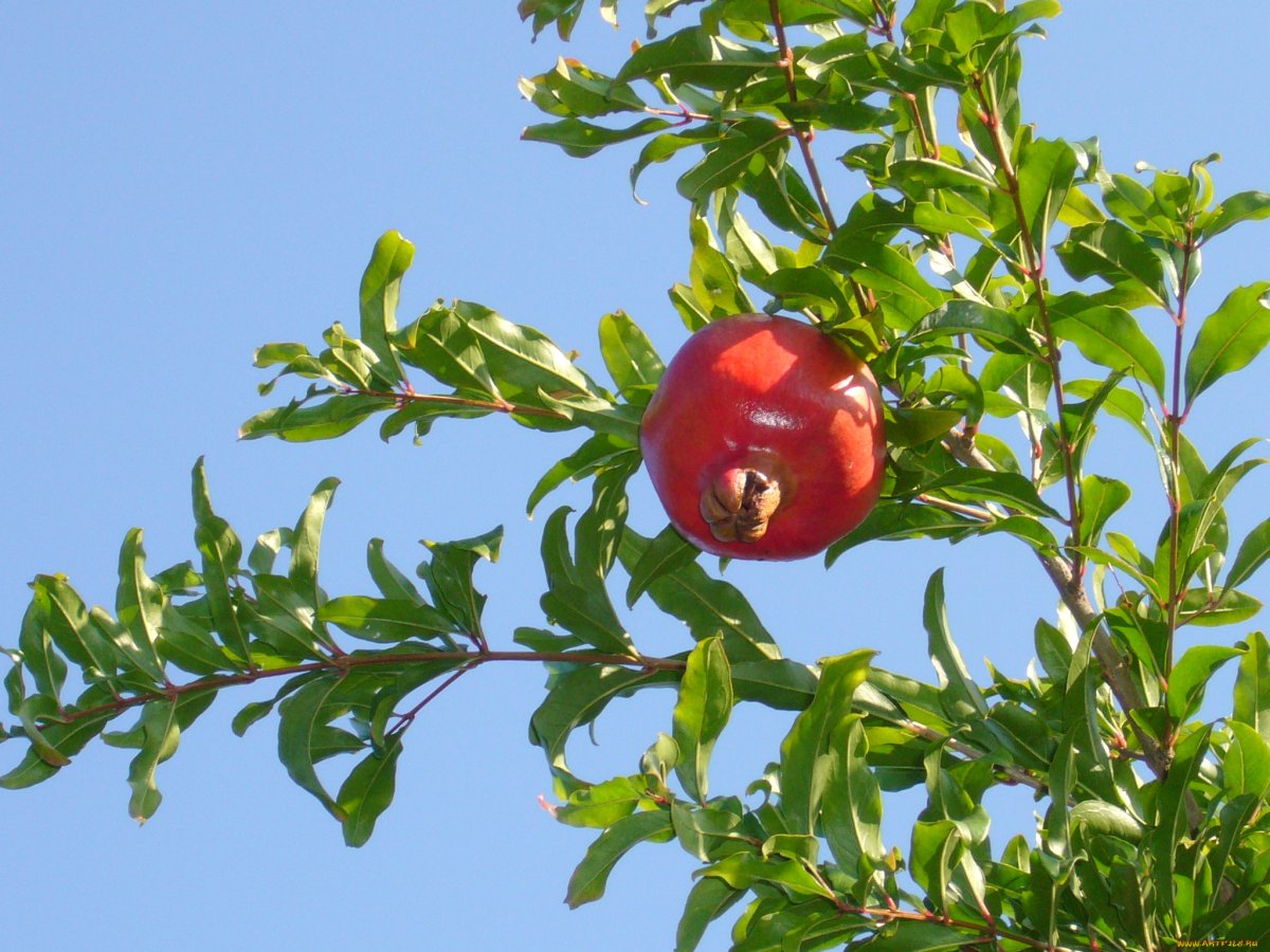 Гранатовый сад Сочи