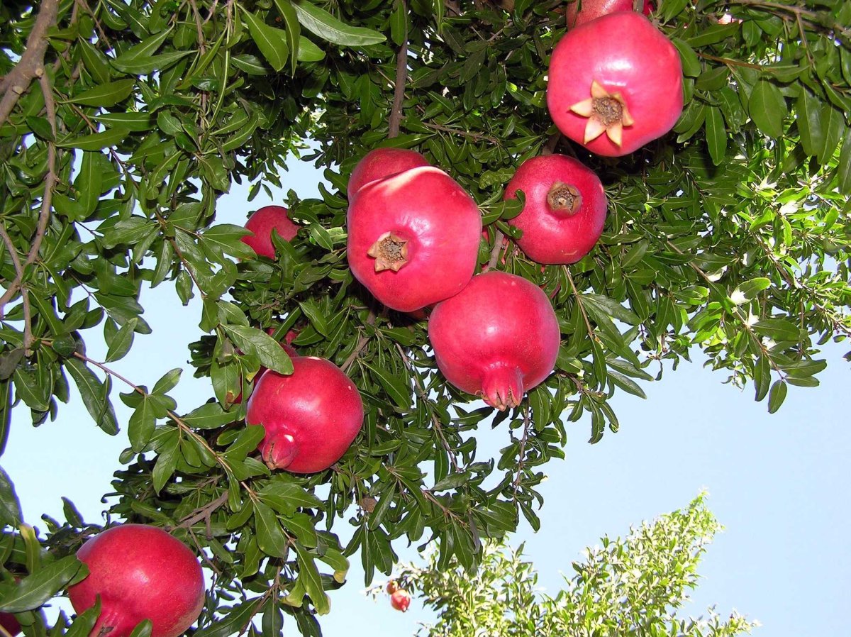 Гранатовое дерево Абхазия цветение