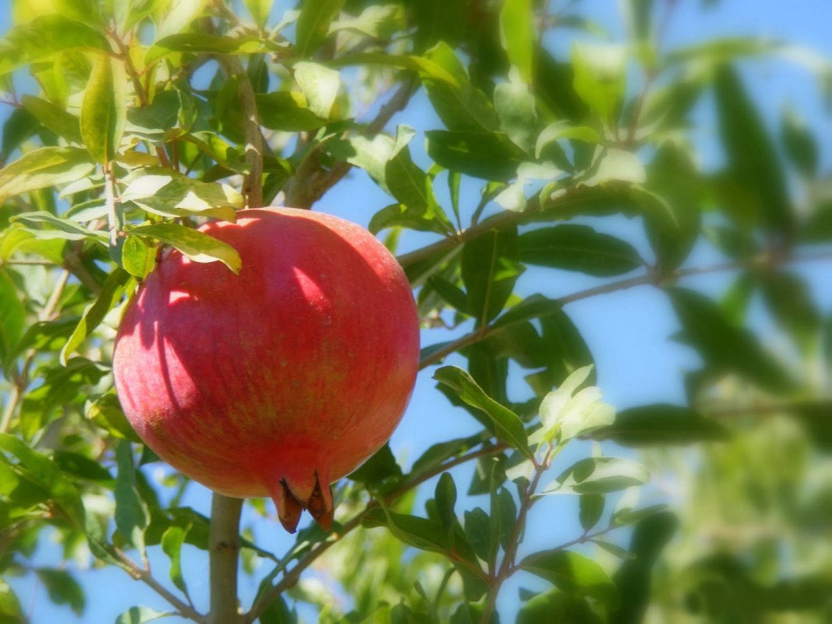 Гранат сорта Ахмар