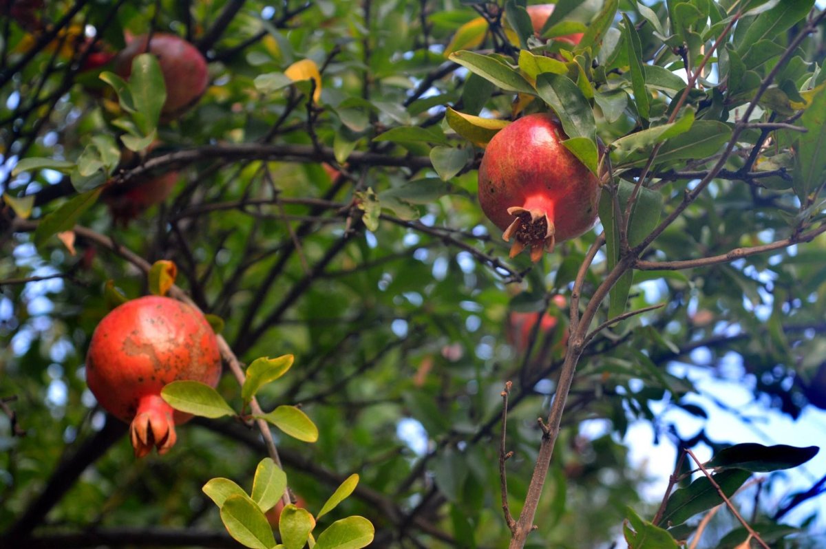 Азербайджан гранатовые плантации
