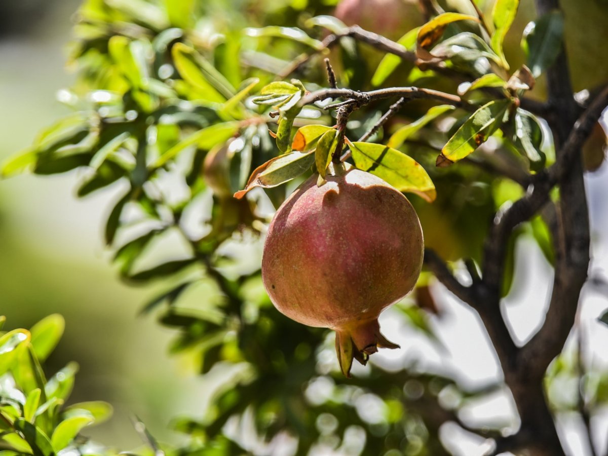 Гранатовые деревья в Греции