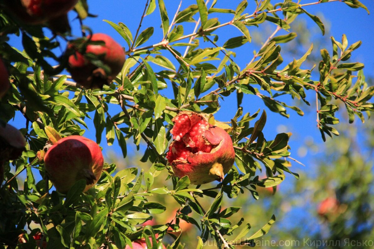 Гранат дерево