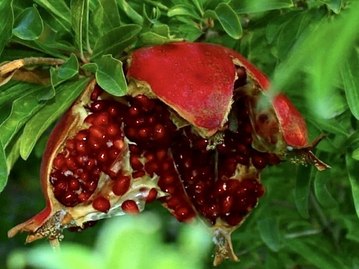 Гранатовое дерево вектор