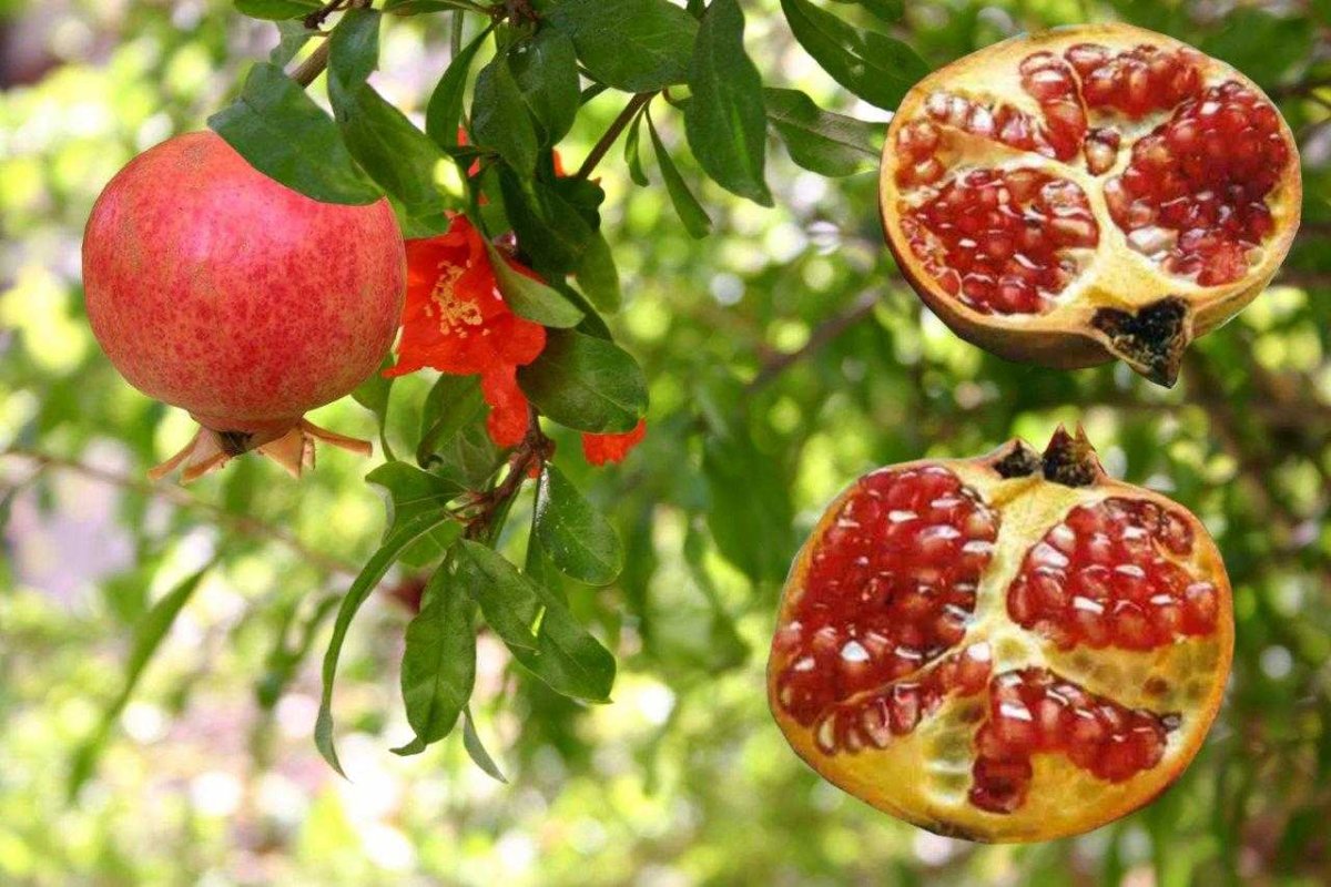 Переспелый гранат