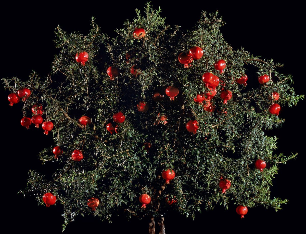 Гранат в разрезе иллюстрация