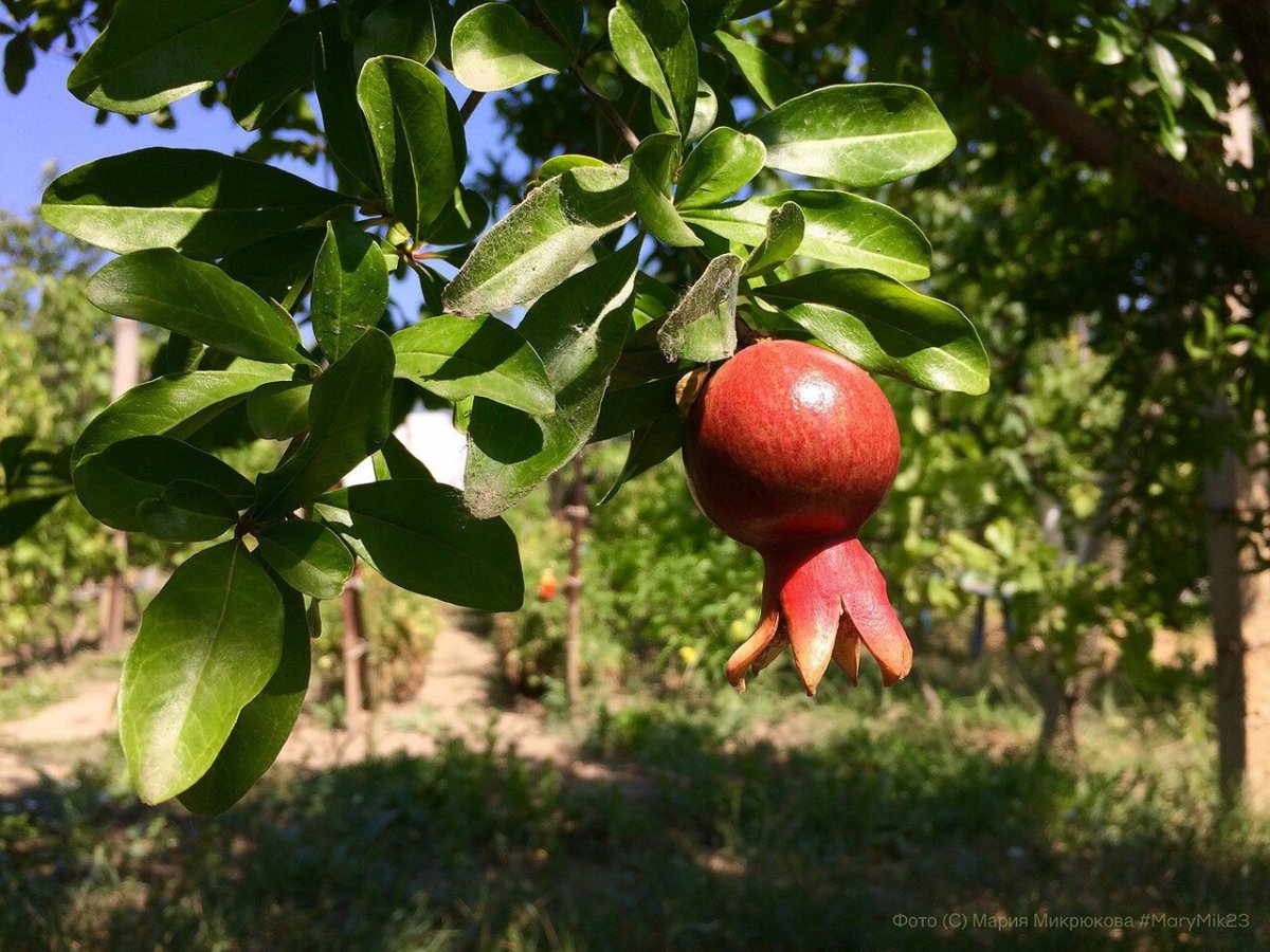 Гранатовое яблоко