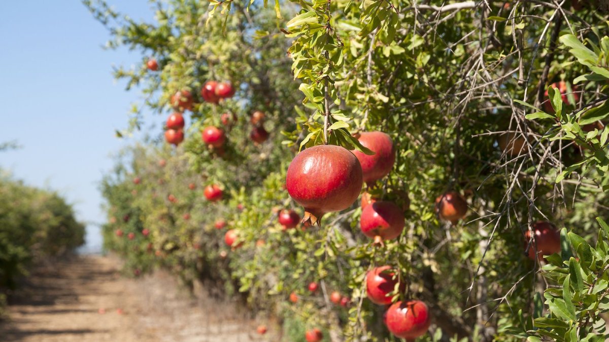 Гранат сокотранский