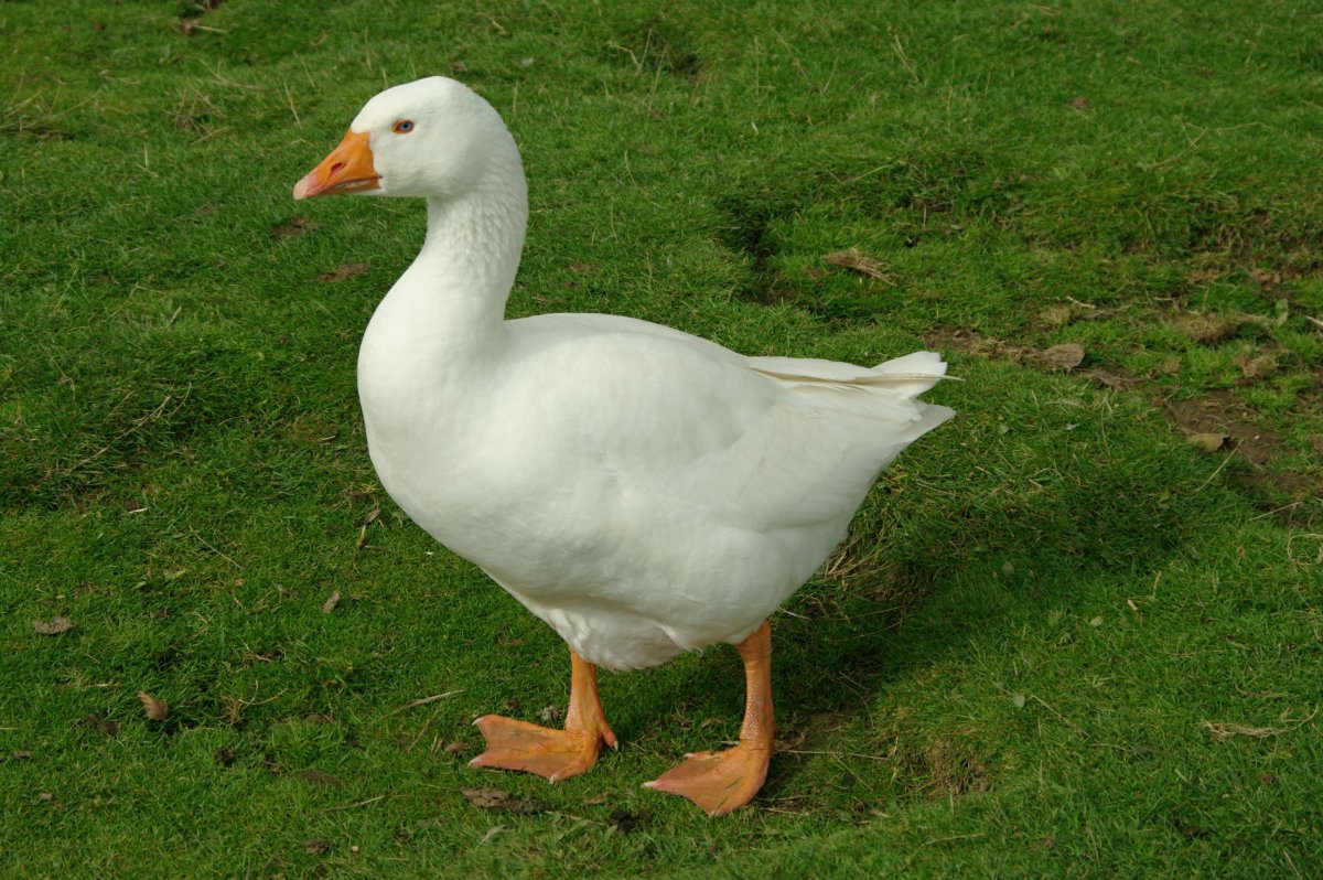 Маленький Гусь белый