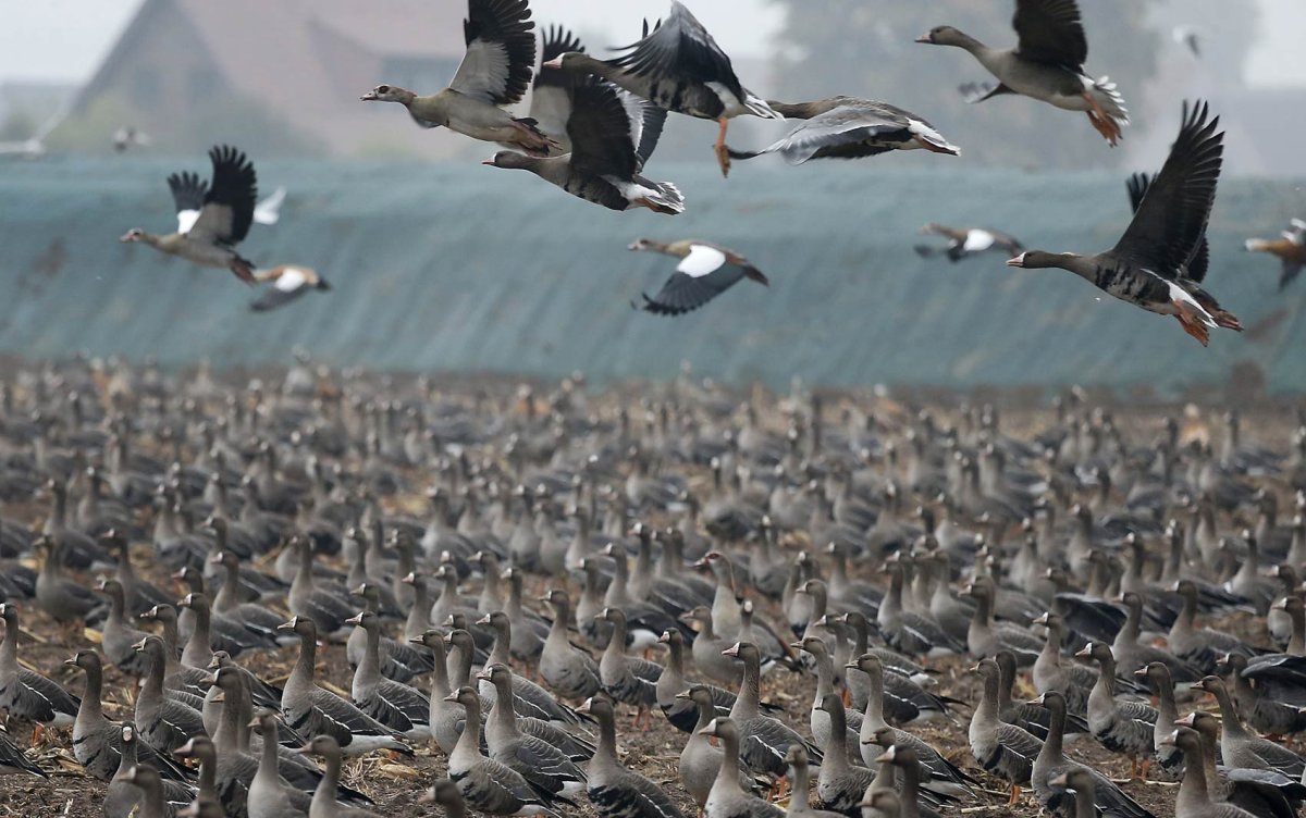 Стая диких гусей