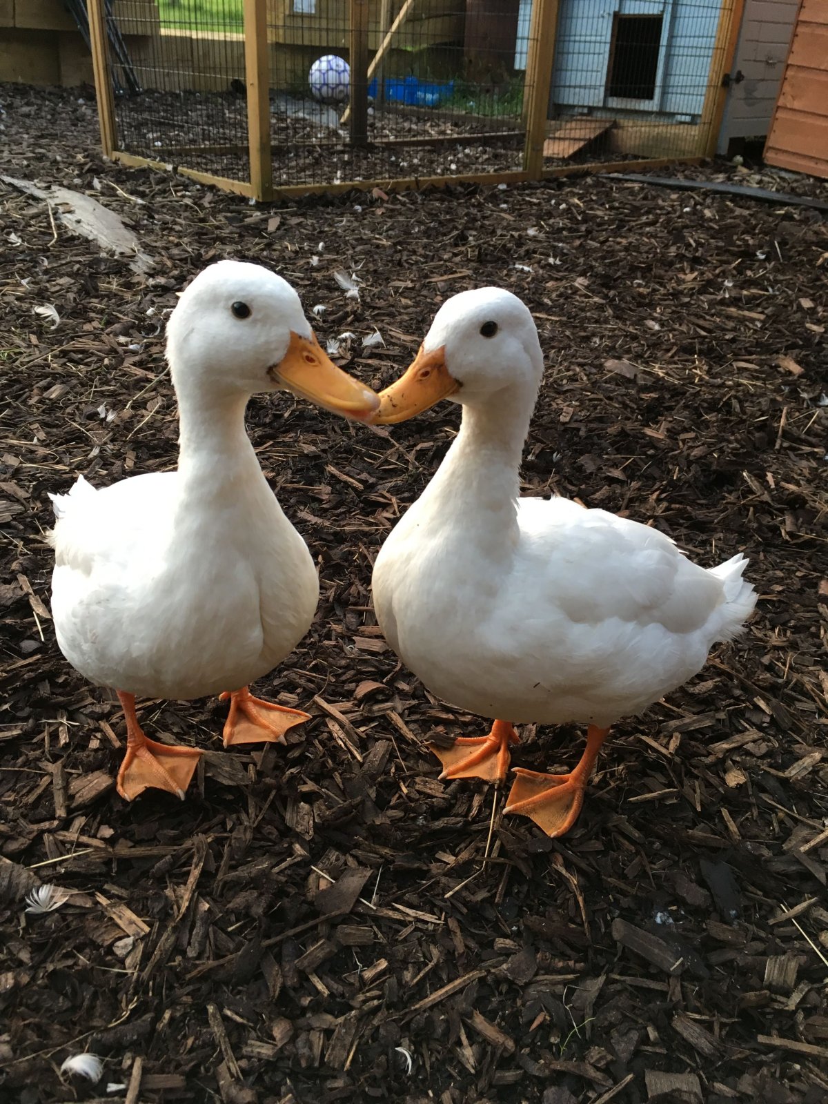 Деревня гуси Киров