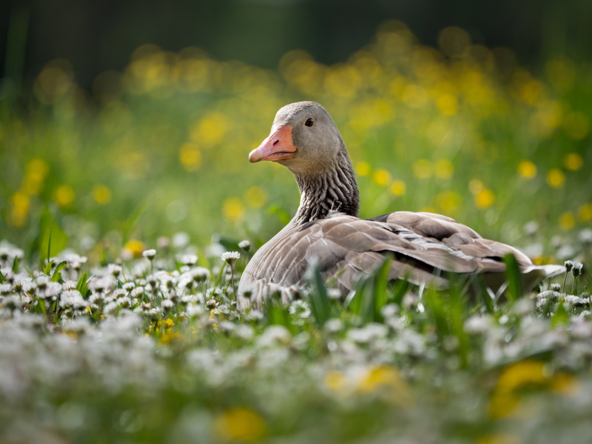 Утка Маргаритка