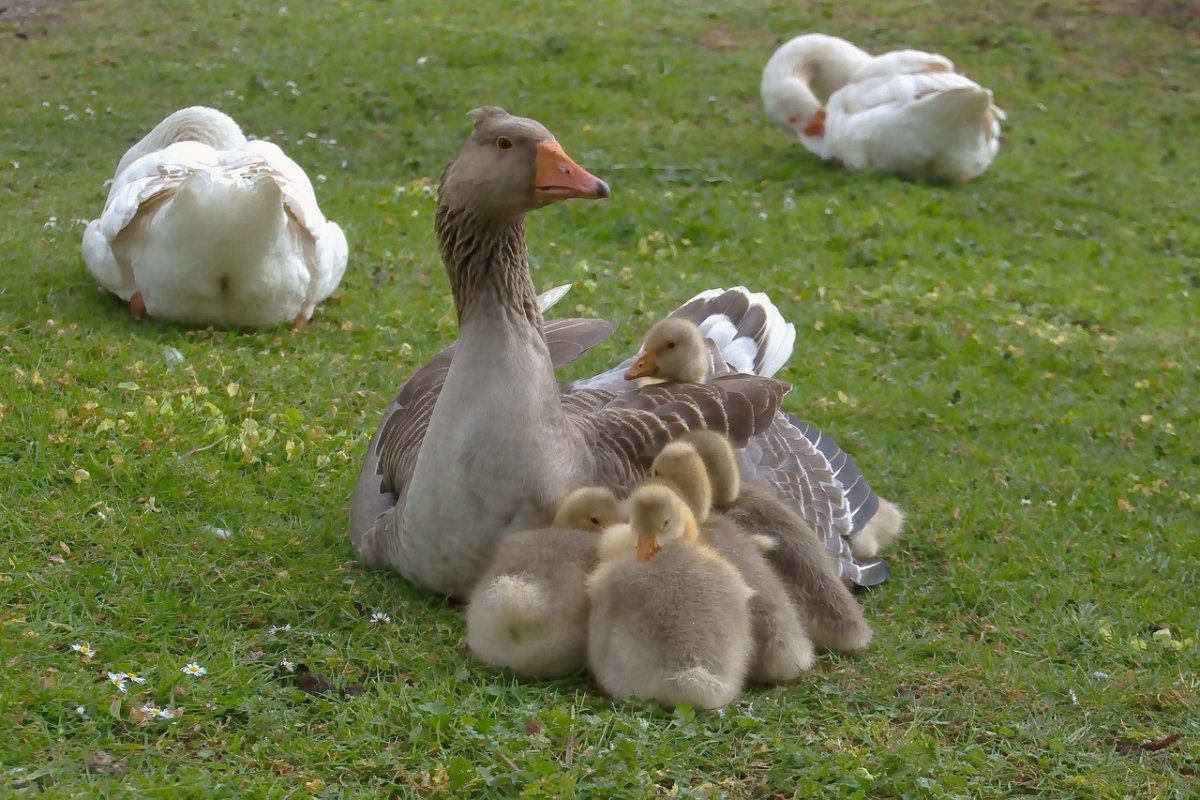 Гуси лебеди