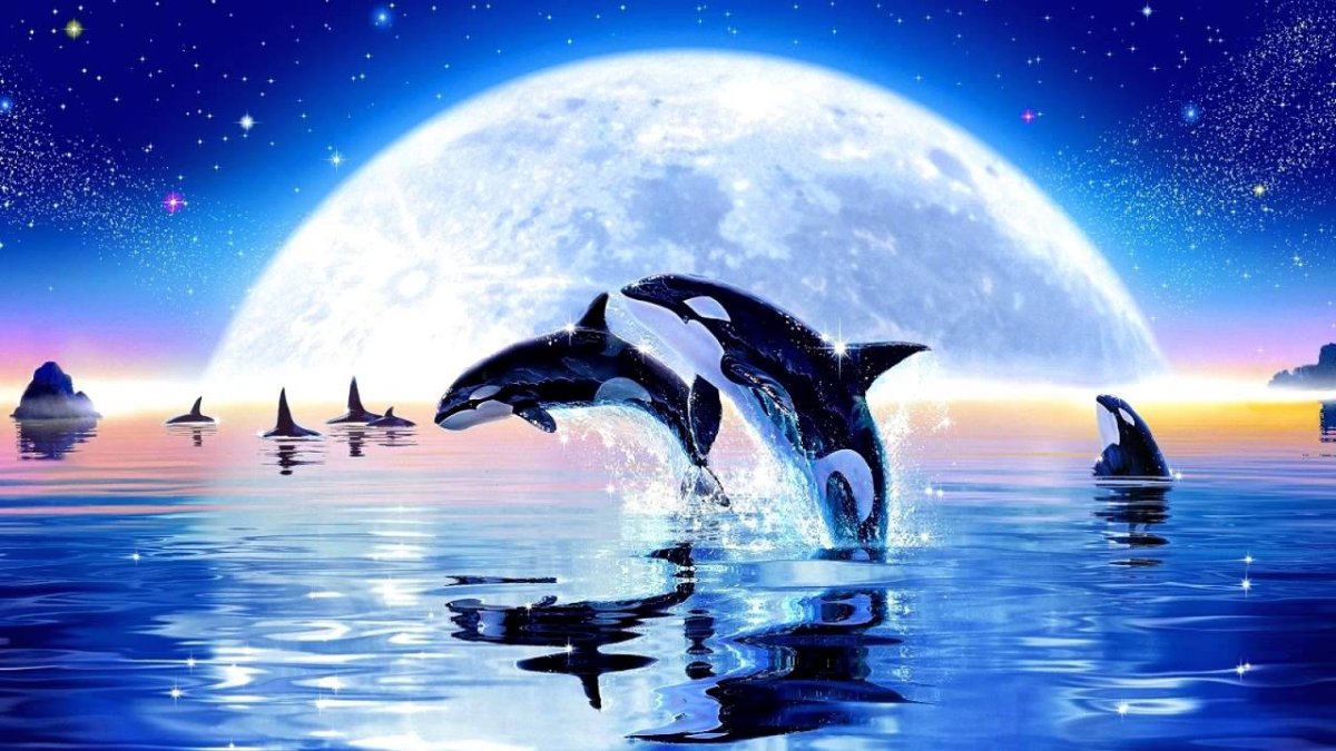 Луна дельфины