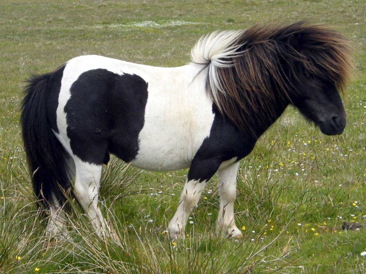 Шетлендский пони