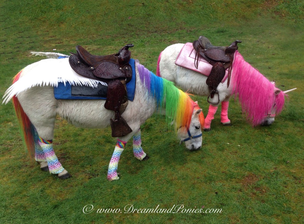 Радужные лошадки в реальной жизни