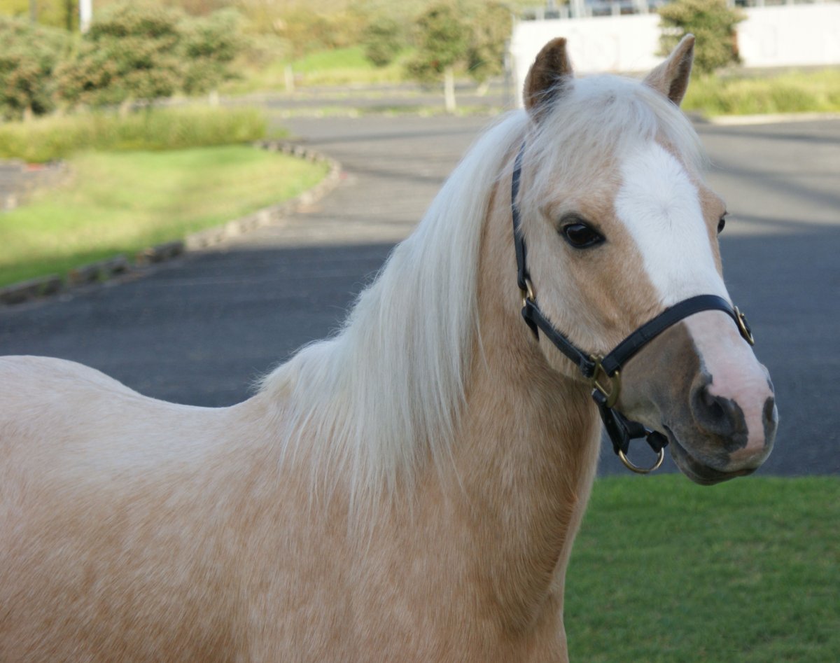 Паломино шетлендский пони