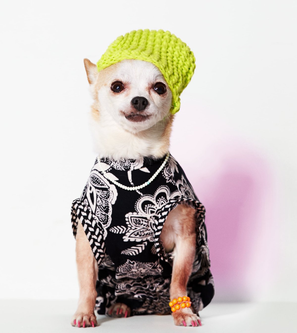 Смешная одежда для собак