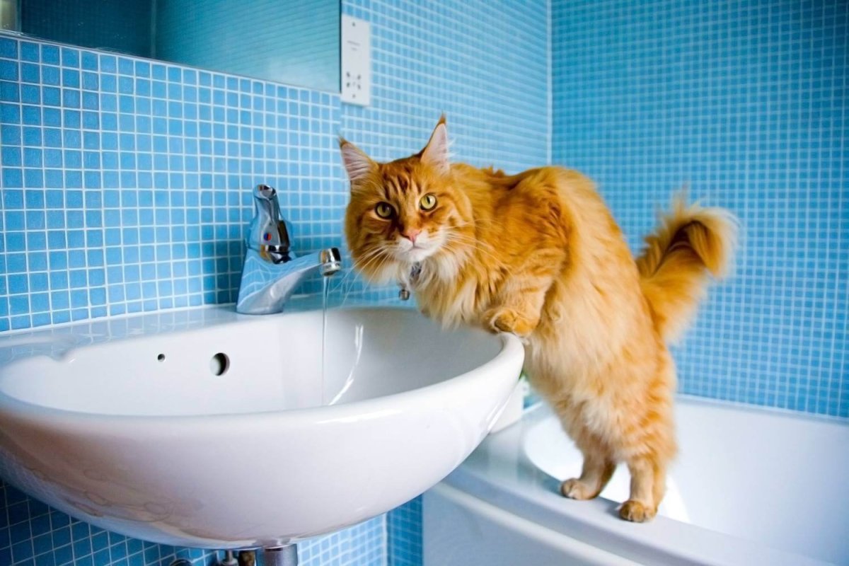 Коты в ванной