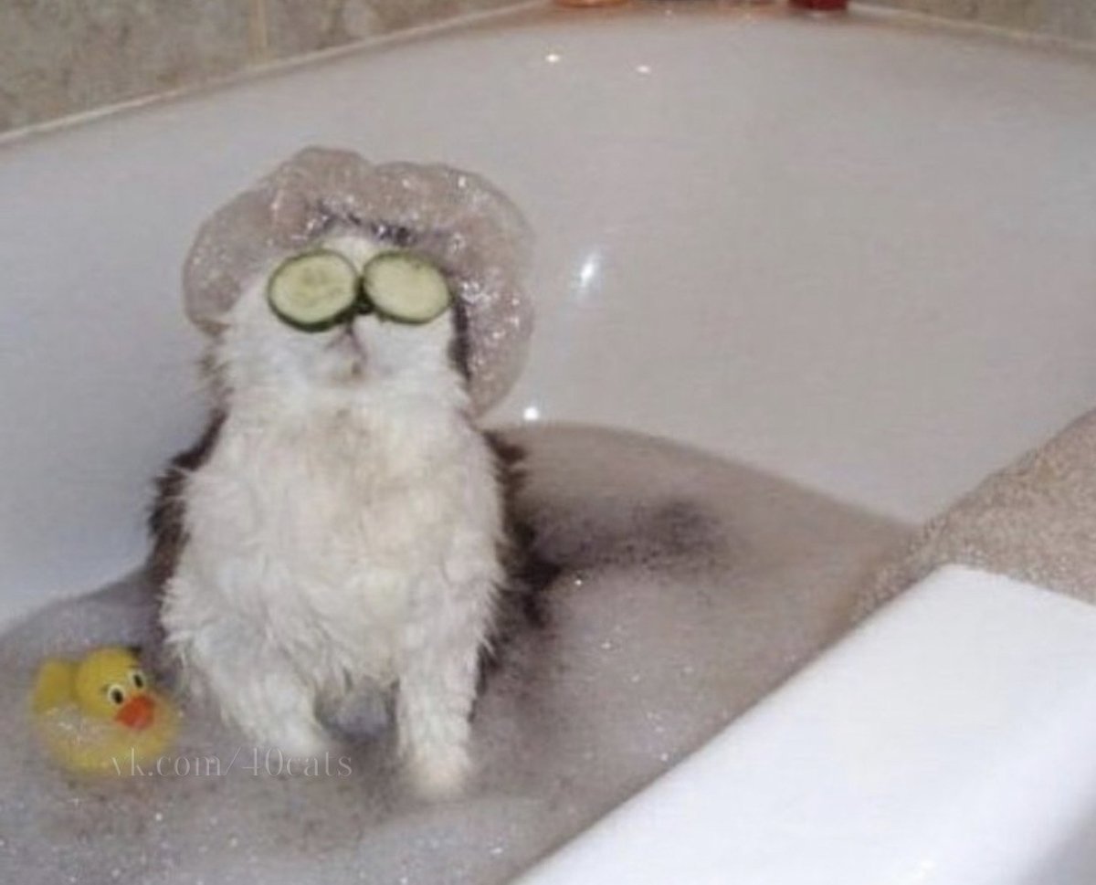 Животные в ванной