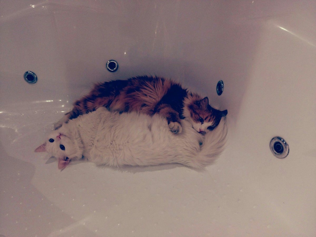 Кот в джакузи