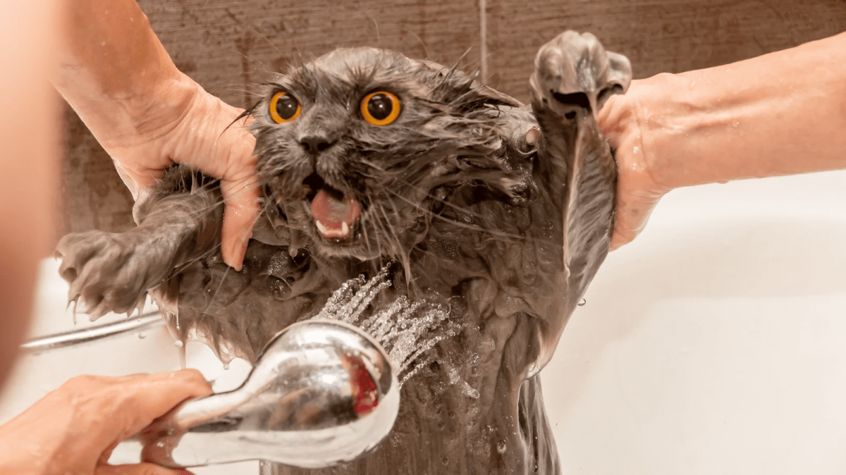 Купание кота