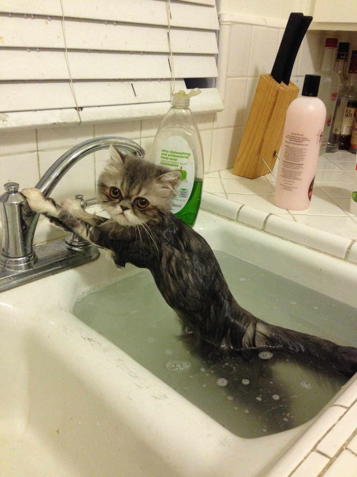 Кот купается