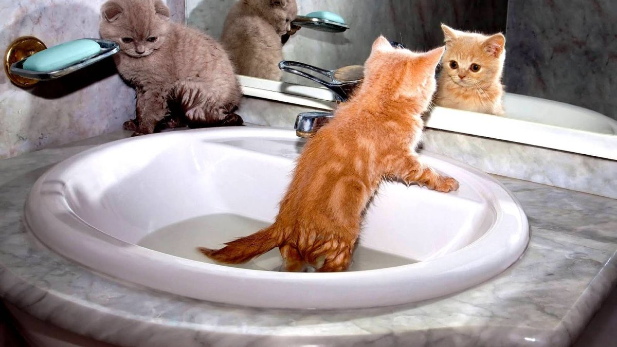 Кошка в ванной