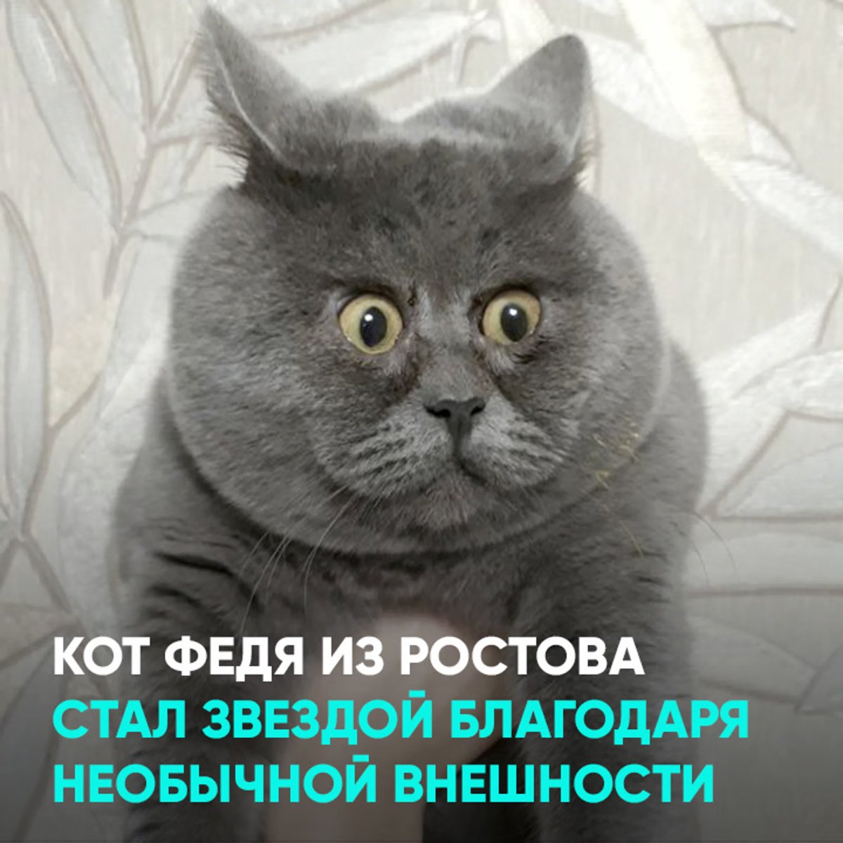 Котики с открытыми ртами