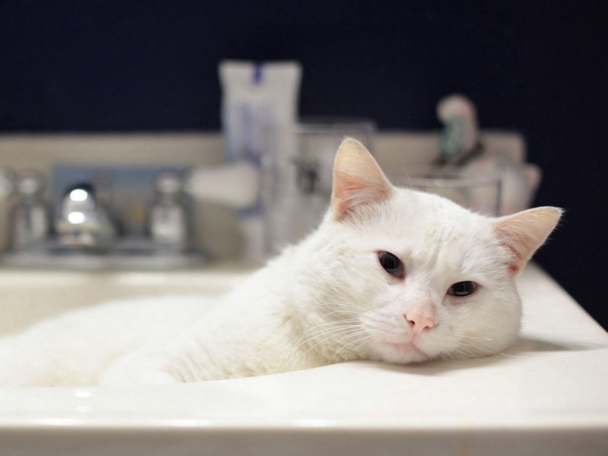 Кот в ванной демотиватор