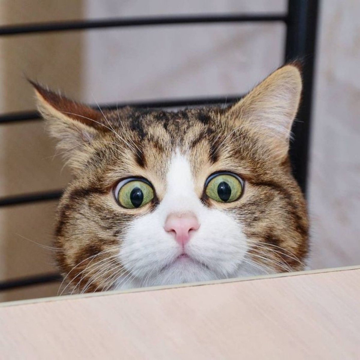 Смешные кошки