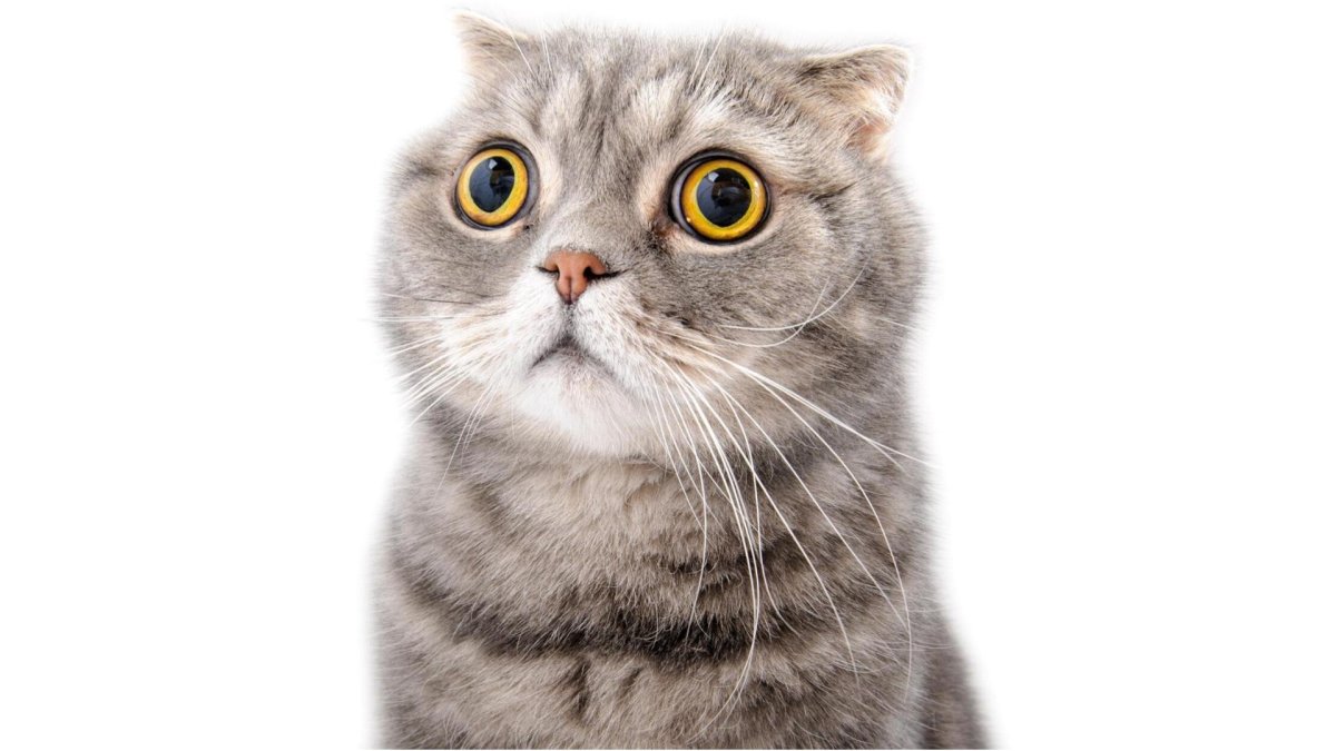 Удивленный кот