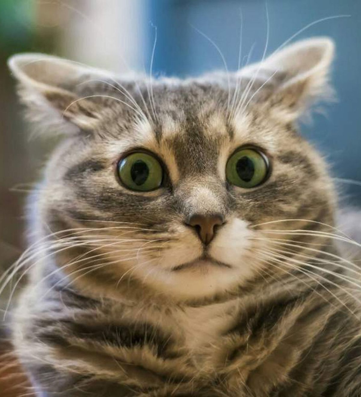 Кот фёдор из Ростова на Дону