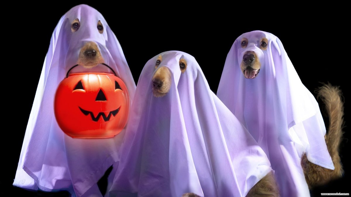 Веселое приведение на Хэллоуин